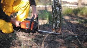 Best Tree Fertilization Services  in Blairsville, PA