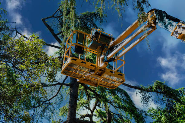 Best Arborist Consultation Services  in Blairsville, PA