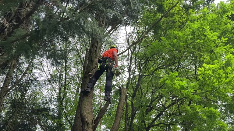 How Our Tree Care Process Works  in  Blairsville, PA