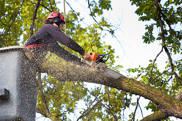 Best Tree Planting Services  in Blairsville, PA