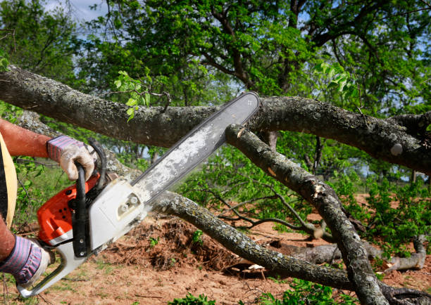 Best Seasonal Cleanup (Spring/Fall)  in Blairsville, PA