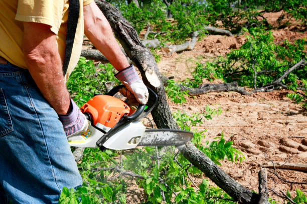 Best Root Management and Removal  in Blairsville, PA